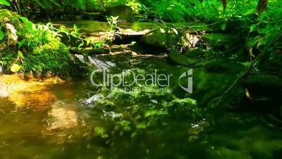 mountain stream in the forest