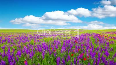 field of flowers and the cloudy sky