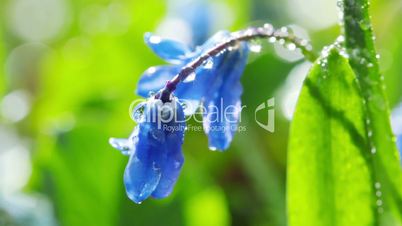 spring flowers. macro.