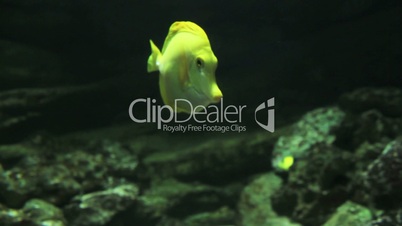 Exotic fish in aquarium_02