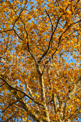 Autumn leaves with the blue sky background