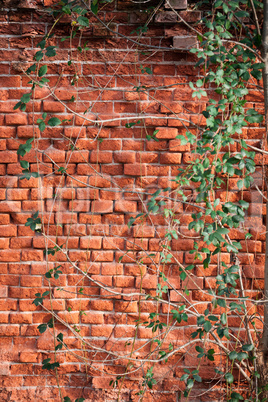 Brick wall covered with creeping ivy