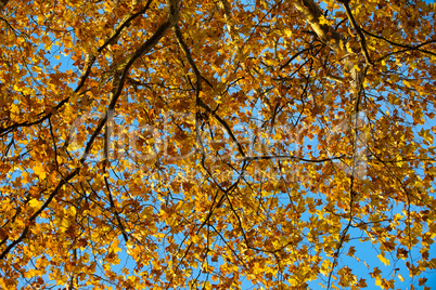 Autumn leaves with the blue sky background