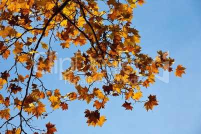 Autumn leaves with the blue sky background