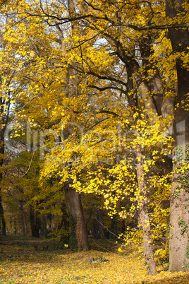 Colorful fall forest on a warm autumn day