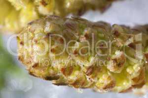 Gemeine Hasel - Corylus avellana - männliche Blüte