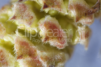 Gemeine Hasel - Corylus avellana - Blüte - Makro