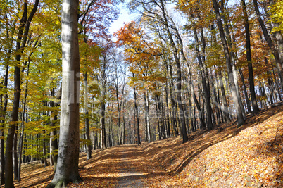 herbstlandschaft