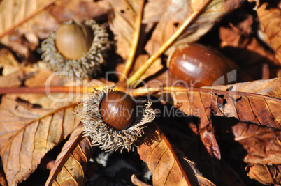 Herbstlandschaft