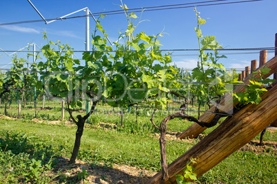 Young grape wines in the vineyard