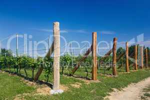 Vineyard under a blue sky