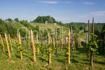 Vineyard countryside