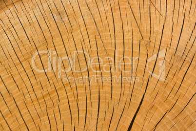 The texture of wood cut across