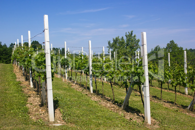 Vineyard under a blue sky