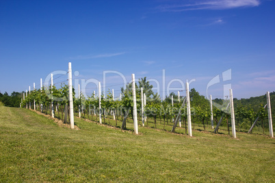 Vineyard under a blue sky