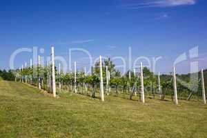 Vineyard under a blue sky