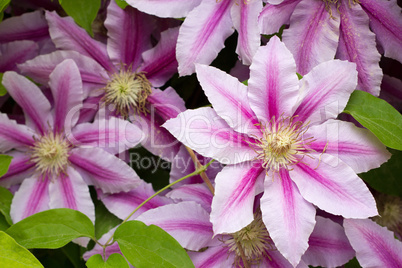 Flowers of clematis over green background