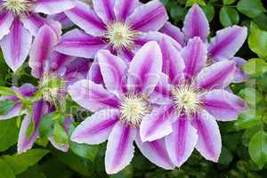 Flowers of clematis over green background