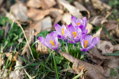 Crocus in the forest