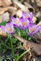Crocus in the forest