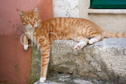 Orange cat resting on a mediterranean street