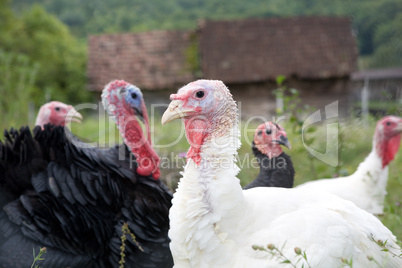 Turkey organic farm