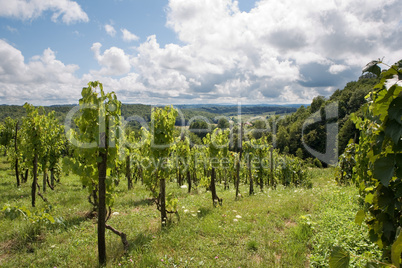 Old vineyard in Croatia