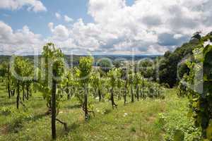 Old vineyard in Croatia