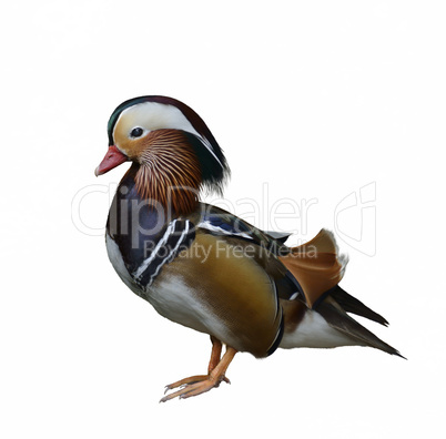 Mandarin Duck