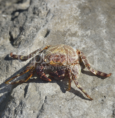 Colorful Crab