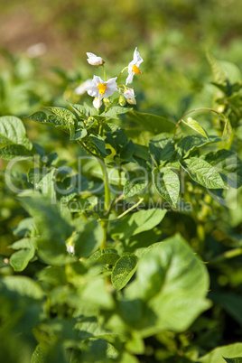 Organic potato plant in bloom