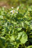 Organic potato plant in bloom