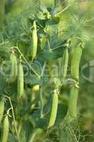 Pea Plant vegetable in a garden