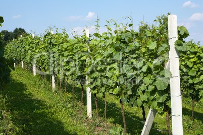 Spring vineyard in Croatia