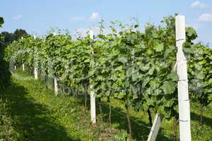 Spring vineyard in Croatia