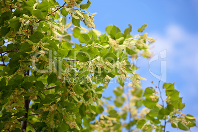 Linden flower