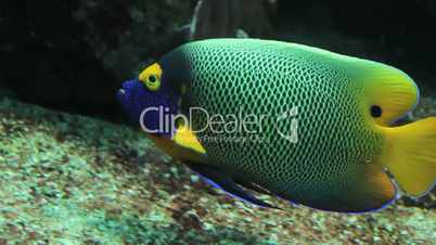 Exotic fish in aquarium_08