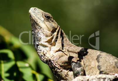 Iguana