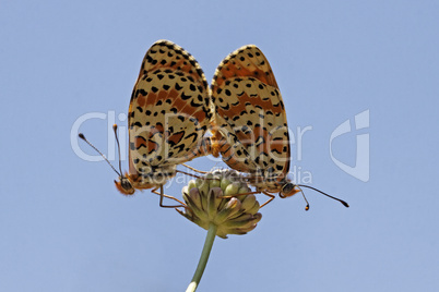 Melitaea didyma, Spotted Fritillary or Red-band Fritillary (Copula)