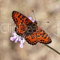 Melitaea didyma, Spotted fritillary or Red-band fritillary (male)