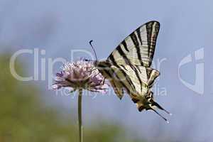 Iphiclides podalirius, Scarce swallowtail, Sail swallowtail, Pear-tree swallowtail