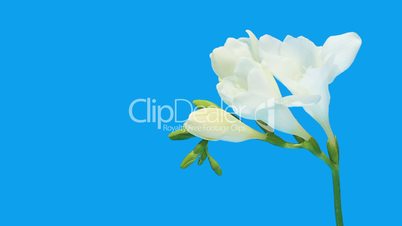 Time-lapse opening white Freesia flower buds ALPHA matte, (Freesia double White)