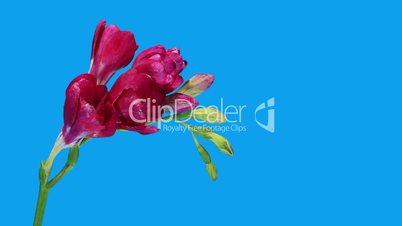 Time-lapse opening purple Freesia flower buds ALPHA matte, (Freesia double Purple)