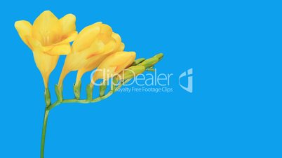 Time-lapse opening yellow Freesia flower buds ALPHA matte, (Freesia double Yellow)