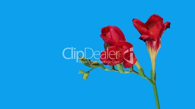 Time-lapse opening red Freesia flower buds ALPHA matte, (Freesia double Red)