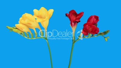 Time-lapse opening Freesia flower buds ALPHA matte, (Freesia)