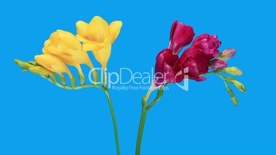 Time-lapse opening Freesia flower buds ALPHA matte, (Freesia)