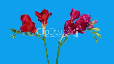 Time-lapse opening Freesia flower buds ALPHA matte, (Freesia)