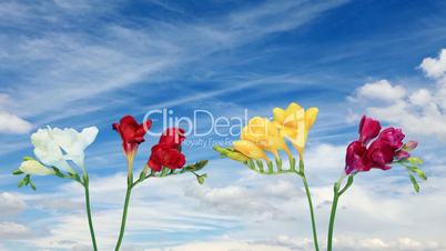 Time-lapse opening Freesia flower buds against the background of clouds, (Freesia)