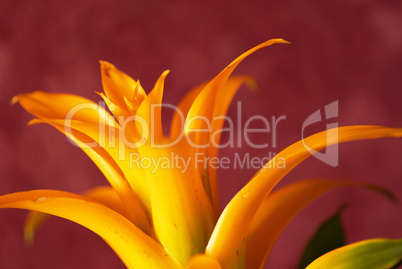 Yellow bromelia